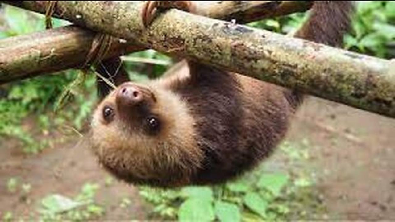 *^*^*~Heartwarming Baby Sloths: Southern Delights of Pure Cuteness!~*^*^*